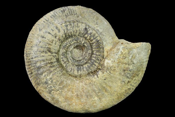 Bathonian Ammonite (Procerites) Fossil - France #152713